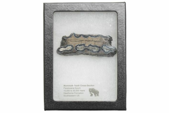 Mammoth Molar Slice with Case - South Carolina #217877